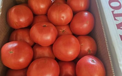 Tomatoes