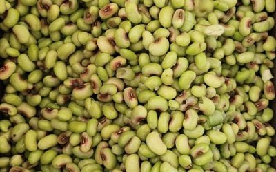 Pinkeye Purple Hull Peas