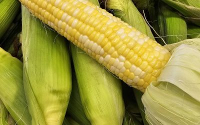 Fresh Peas & Sweet Corn for Sale!