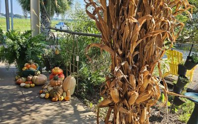 Labor Day Watermelon