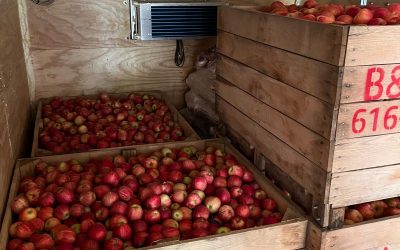 Apple Season at Steve’s Farm