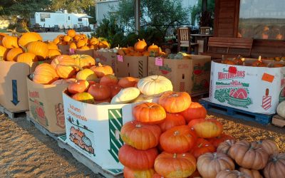Truckload Sale Pumpkins and Mums!!