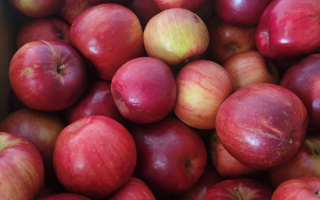 Fresh Picked Michigan Apples!