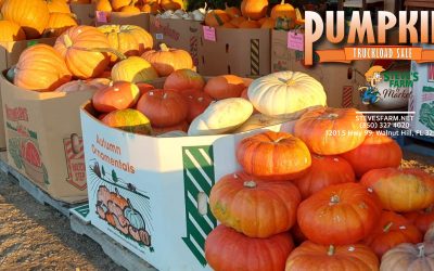 Truckload Pumpkin Sale