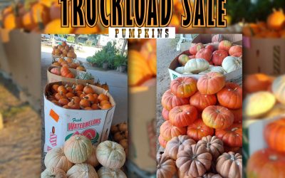 It’s Pumpkin All Over