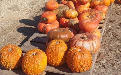 Full bin of pumpkins $35 today