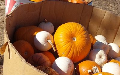 $25 for a full bin of pumpkins today!