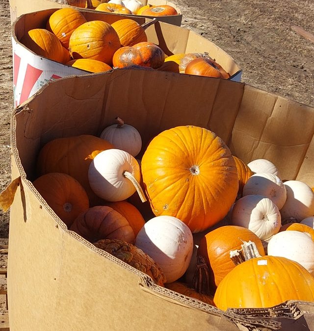 $25 for a full bin of pumpkins today!