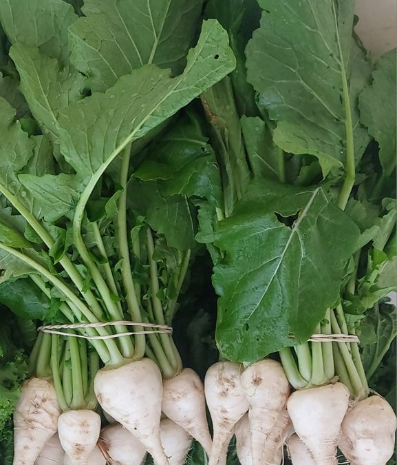 White root turnips available again!