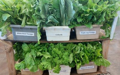 Greens-collards, Turnips, Mustard