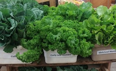 We Still Have Greens!