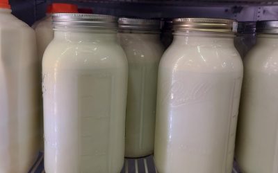 Fresh Milk!