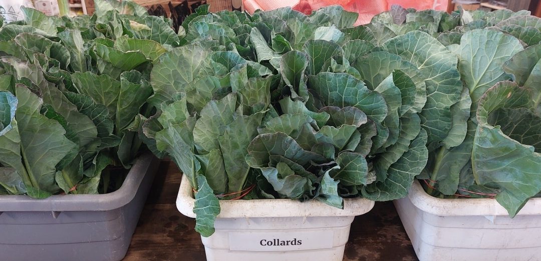 Collards On Stock
