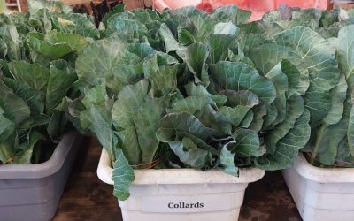 Collards On Stock