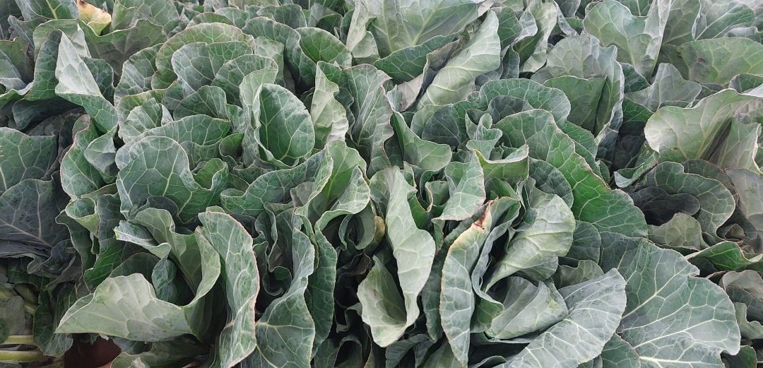 Collards and Cabbage