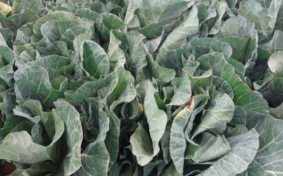 Collards and Cabbage