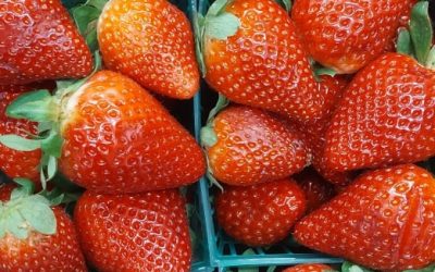 Fresh Strawberries