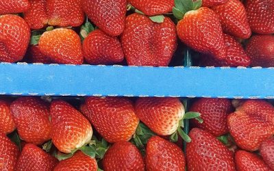 Plant City Strawberries