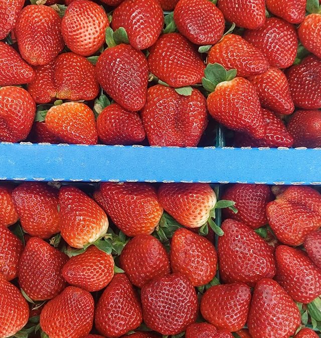 Plant City Strawberries