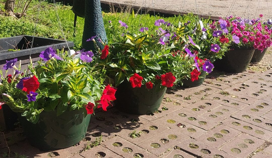 Flowering Hanging Baskets