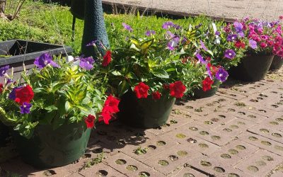 Flowering Hanging Baskets