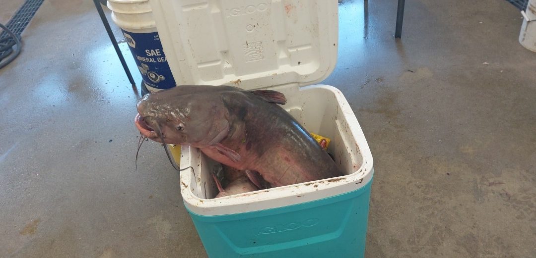 A 27lbs Catch!
