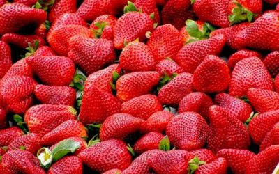 Lovely Plant City Strawberries