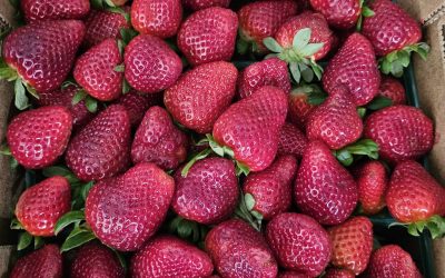 Jam Berries Anyone?