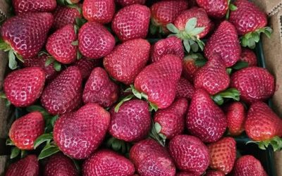 SOLD OUT – Jam Berries