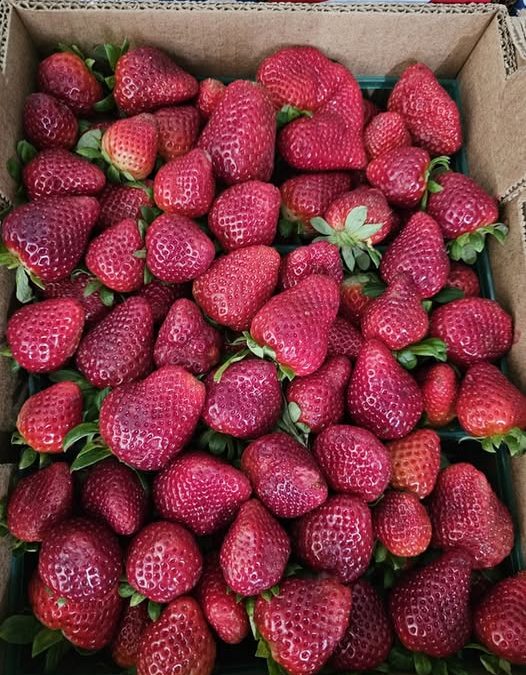 SOLD OUT – Jam Berries