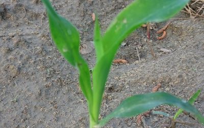 We’re Growing Corn