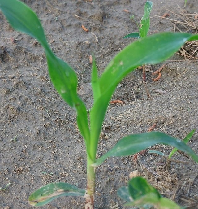 We’re Growing Corn