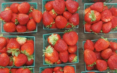Fresh Strawberries Today!