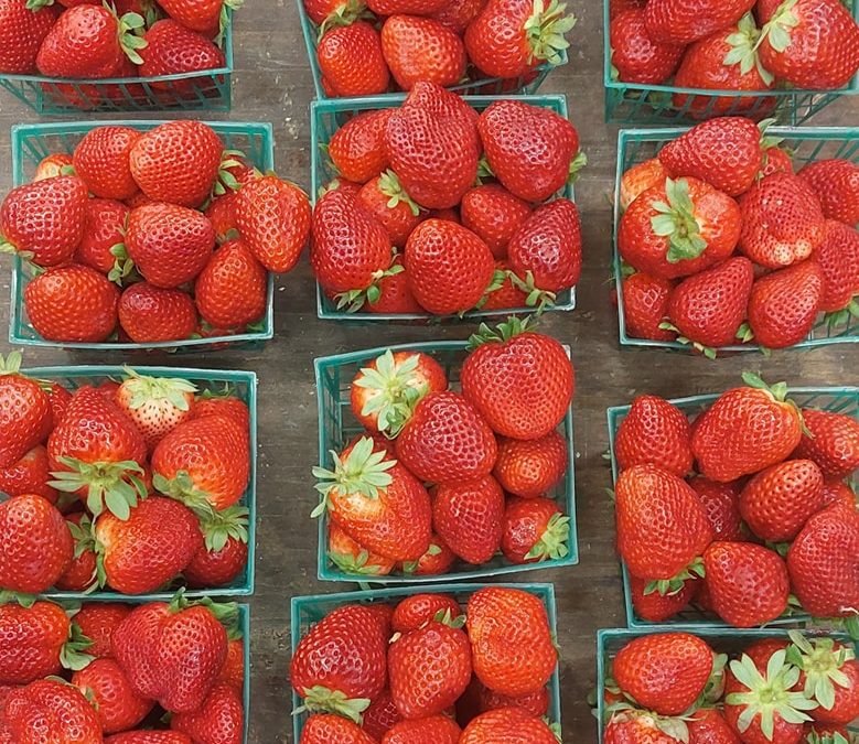 Fresh Strawberries Today!