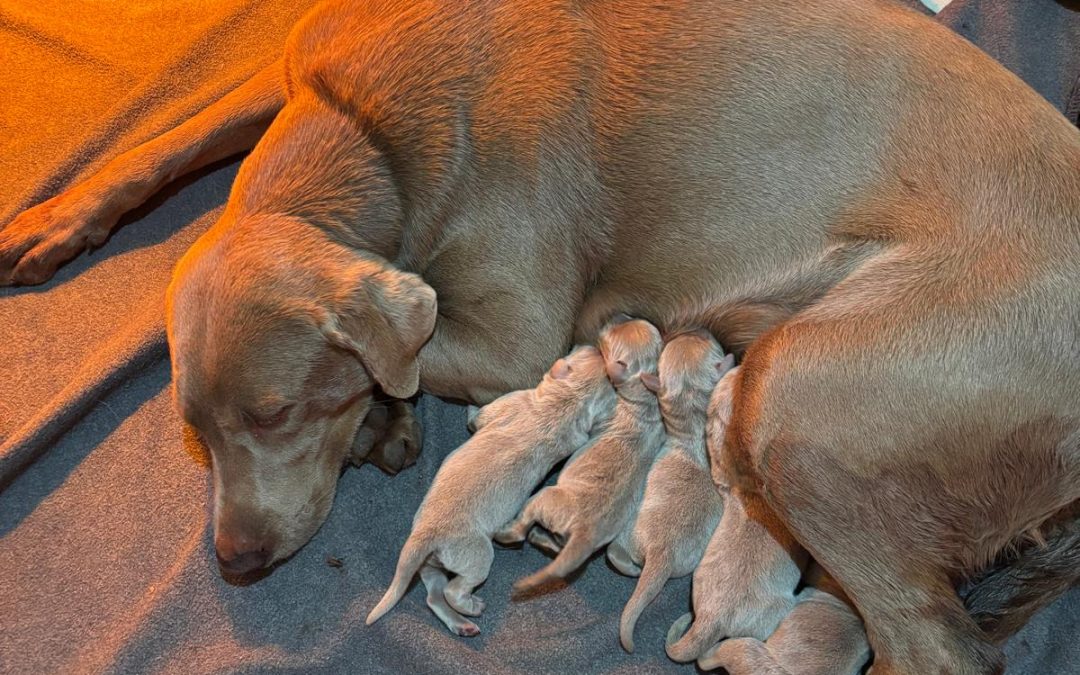 Ocean Mist Labradors