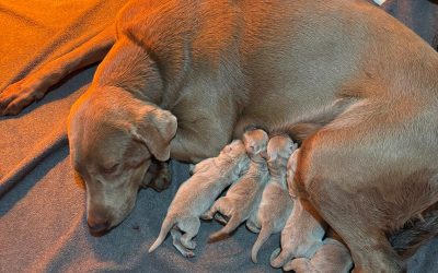 Ocean Mist Labradors