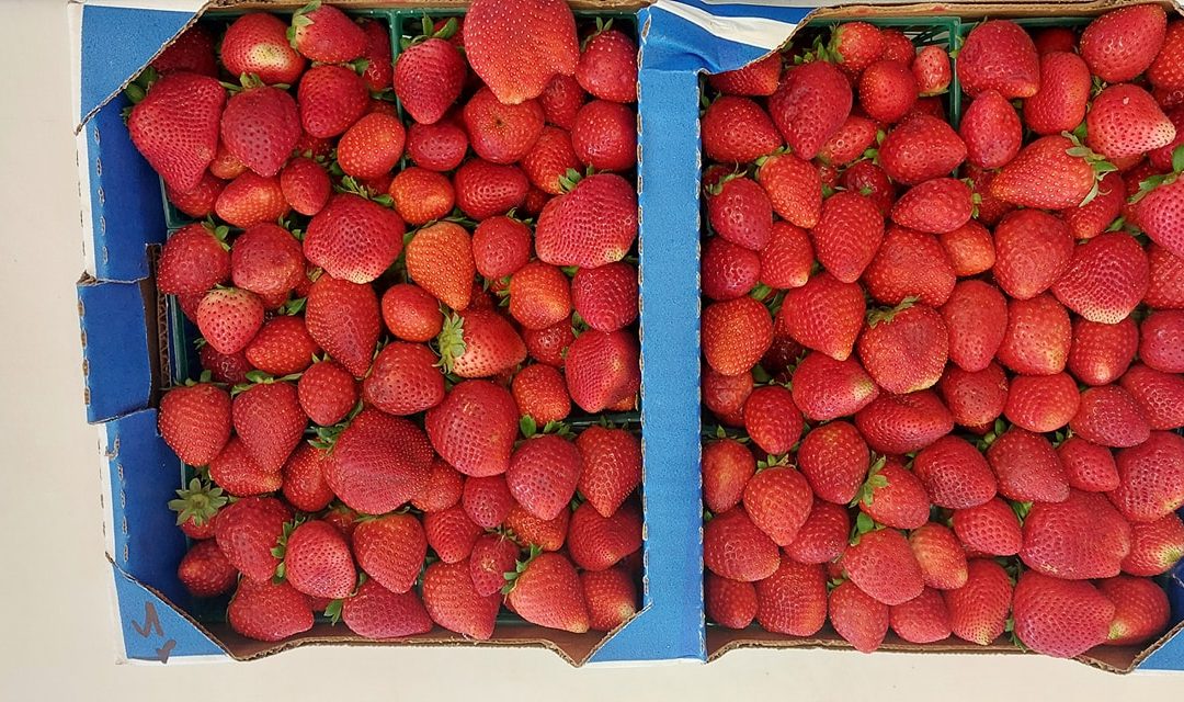 Strawberries For Grab!