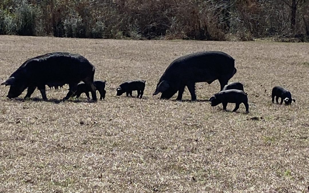 Coldwater Heritage Farm