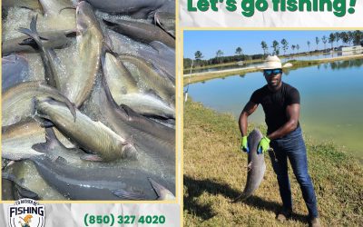 Let’s Go Fishing!