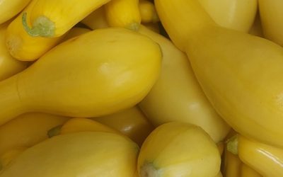 Squash up for grab!