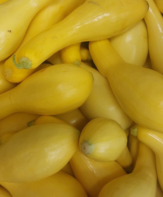 Squash up for grab!
