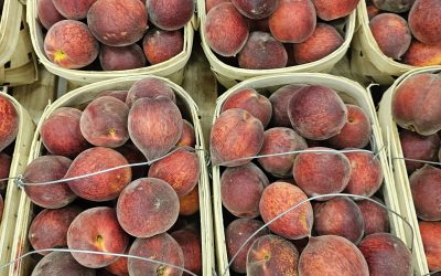 Chilton County Peaches