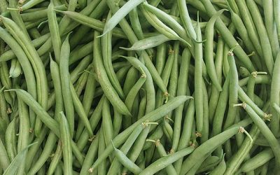 Bushels of snap beans now available!
