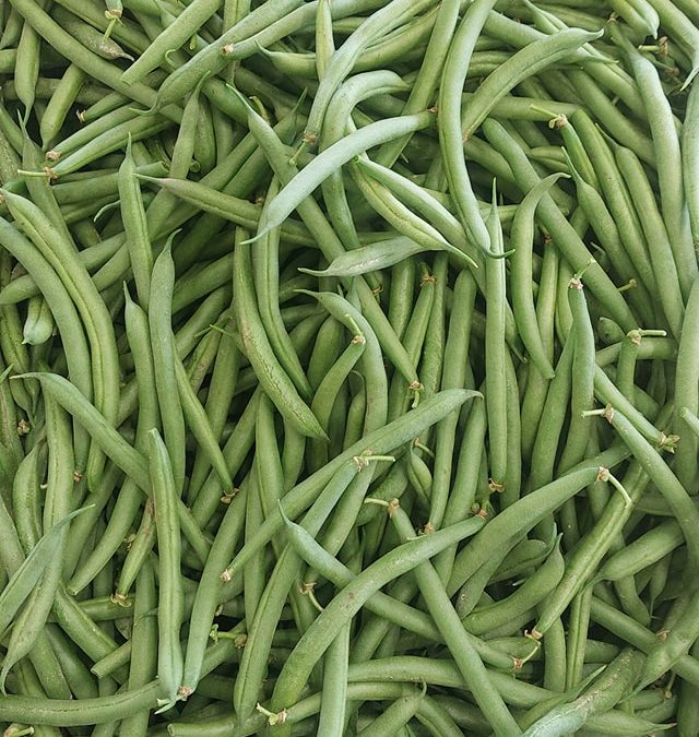 Bushels of snap beans now available!