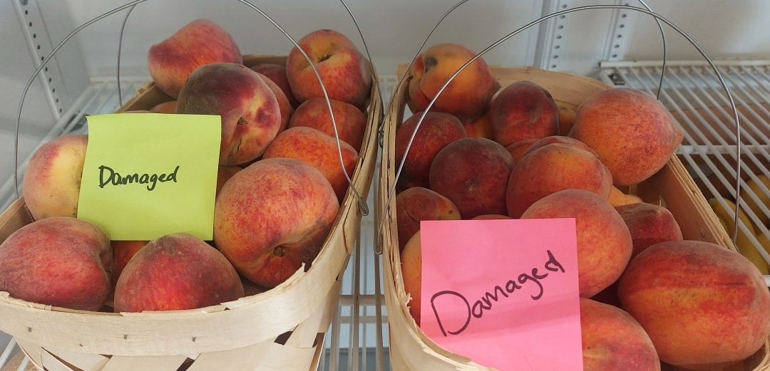 Peaches perfect for jams or jellies