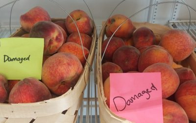 Peaches perfect for jams or jellies