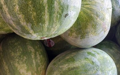 We have lots of delicious watermelon today!