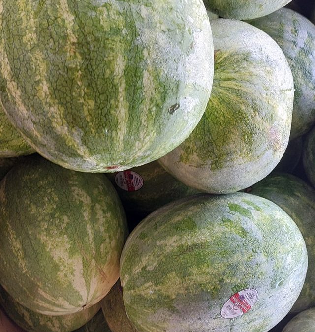 We have lots of delicious watermelon today!