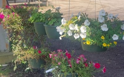 All hanging baskets at Steve’s Farm 20% Off!