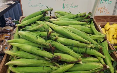 Sweet corn’s ready!